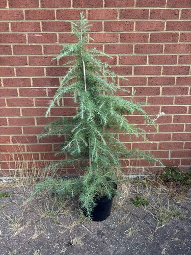 Cedrus deodara himalayan cedar - deodara,