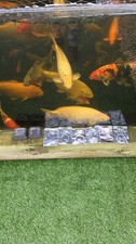  Korda Mixed Safe Zone Leaders