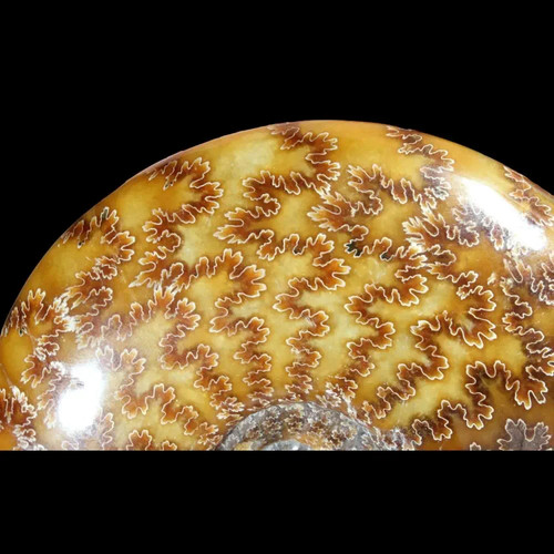 Grade polished ammonite - a,