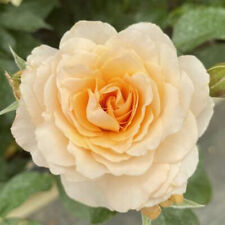 Bush Rose Plant, At Peace Apricot, Strong Fragrant Cut Flowers, 1 x 4L Potted
