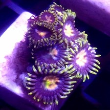WYSIWYG 8 Polyps Purple