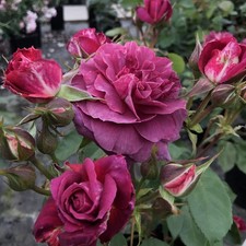 Sophie - 5.5lt Potted Shrub