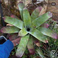 Tillandsia demissa, Super Rare