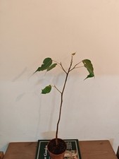 Indian Peepal, Ficus Religiosa,  Sacred Fig, Bodhi Live Plant