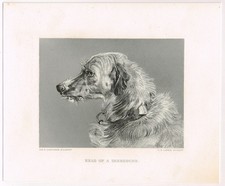 Head Of A Deerhound Edwin