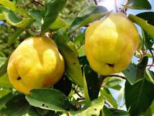 Quince Vranja Fruit Tree 6ft Tall Supplied in a 12 Litre Pot by Directplants