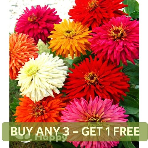 Zinnia super cactus - cactus,