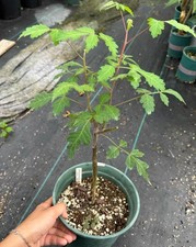 Rare Bursera Graveolens