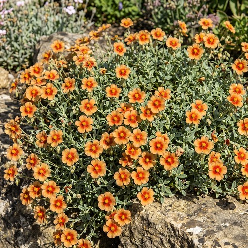 Helianthemum rock rose bronze - rose,