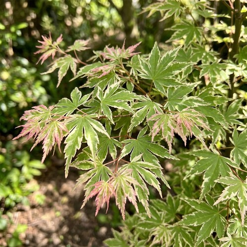 Acer iyoshi pink - acer,