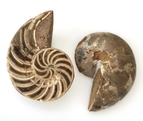 Quality fossil cut polished - quality,