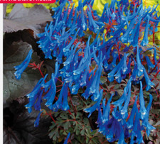 Corydalis Blue Heron Plant