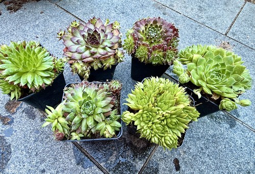 Mixed sempervivum actual - sempervivum,