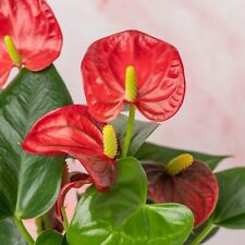 Anthurium Diamond Red in 9cm Pot - Flamingo Flower - Exotic Indoor Plant