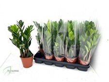 Zamioculcas 'Zanzibar Gem'