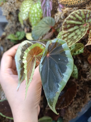 Rare begonia aff baramensis - begonia, aff.
