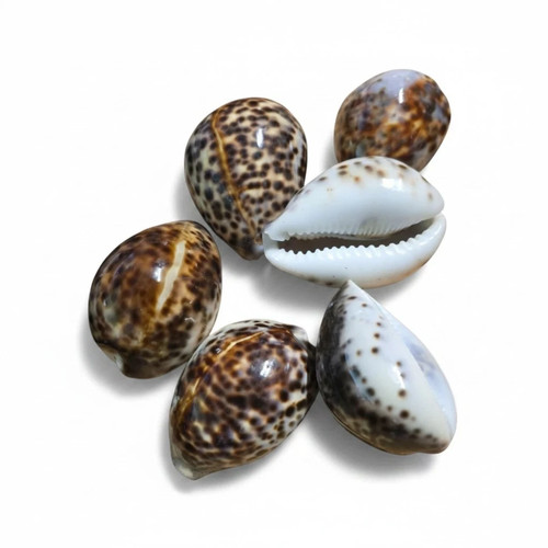 Tiger cowrie sea - tiger, shells