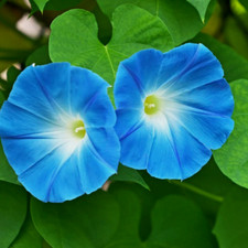Morning glory Ipomoea tricolor Bagua 600 seeds early flowering+FREE PLANT LABEL