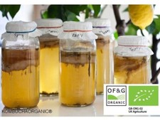 JUN Organic Kombucha Scoby & Instruction with Starter Tea by Kombuchaorganic®