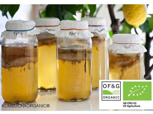 Jun organic kombucha - kombucha, scoby
