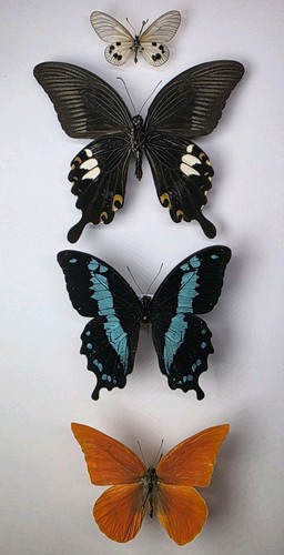 Real butterfly collection 4 - real,
