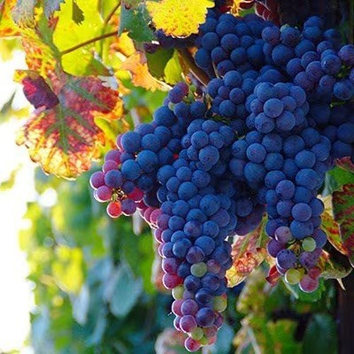 Black grape schiava grossa - grape,