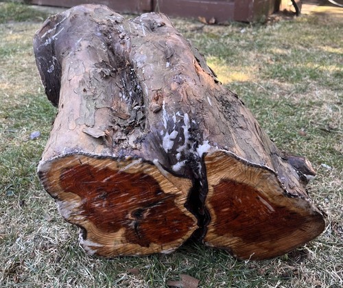 English yew woodturning wood - yew, woodturning/wood
