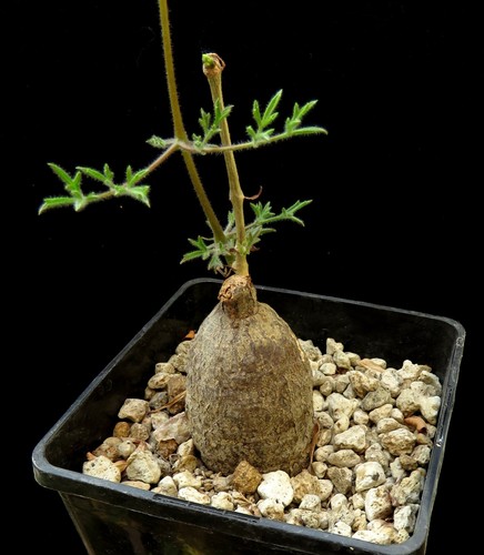 Cyphostemma