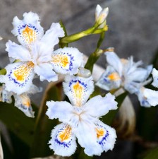 Iris japonica (2 rhizomes) -