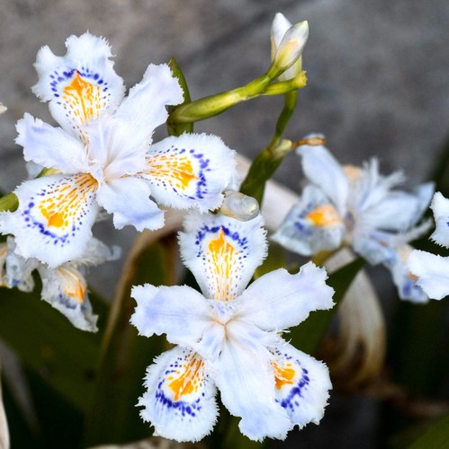 Iris japonica - (2,