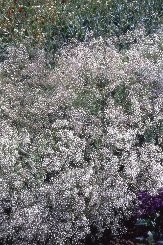 Gypsophila paniculata - gypsophila,