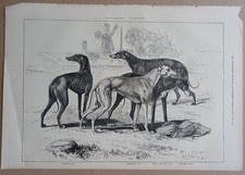 GREYHOUND WATERLOO COURSING