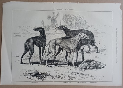 Greyhound waterloo coursing - waterloo,