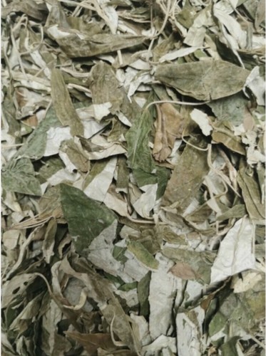 Ewe ajeobale leaves croton - ajeobale,