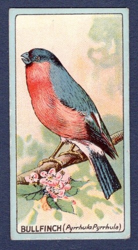 Bullfinch original 1922 - bullfinch,
