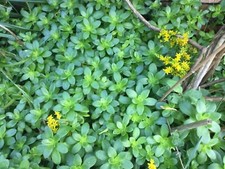 Hardy Succulent Rockery cover Plant - Sedum Kimnachii - Great Spreader!