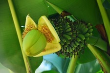 Musa Basjoo Japanese Banana