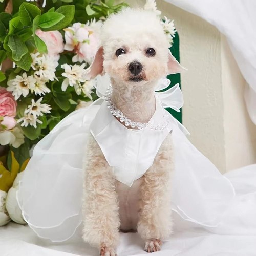 Dog cat groom - dog,