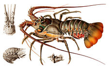 EUROPEAN LOBSTER OCEAN LIFE A4 POSTER PRINT