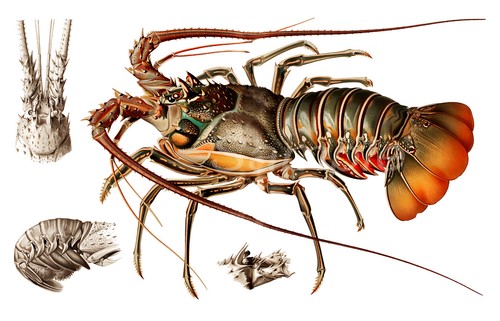 European lobster ocean life - ocean,