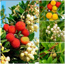2 Litre | Strawberry Tree Arbutus 'Unedo'  | Evergreen Shrub  | Pot Plant
