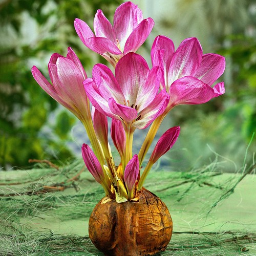 Colchicum the giant 5 or - colchicum,