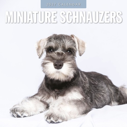 Miniature schnauzer 2027 - miniature,