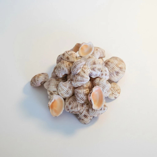 Natural cockle shells - cockle, bulk