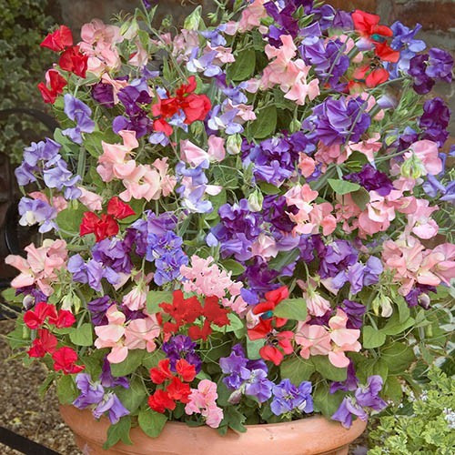 Sweet pea plants mixed - plants,