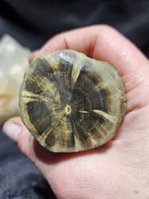 Zimbabwe Petrified Wood