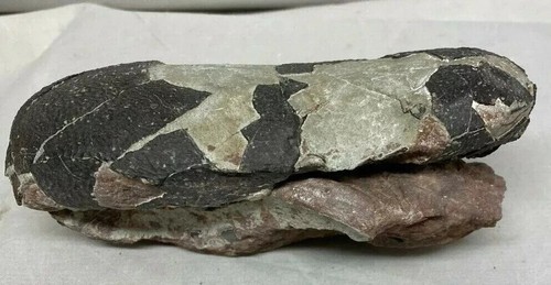 Oviraptor raptor dinosaur egg - ,