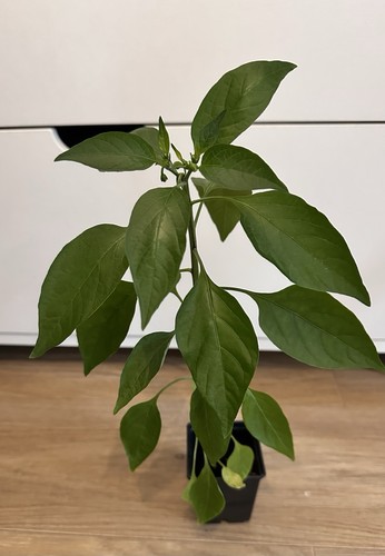 Shishito chilli pepper plant - shishito,