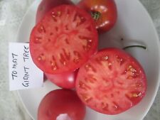 TOMATO GIANT TREE 25 SEEDS