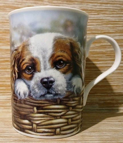 Cavalier king charles - charles, spaniel